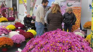 Le salon du chrysanthème permet de rencontrer les obtenteurs, de découvrir les nouveautés et de présenter sa prochaine saison de production. (c)Odile Maillard