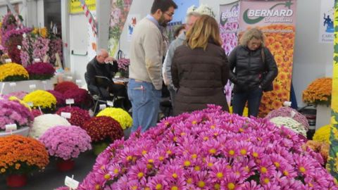 Le salon du chrysanthème permet de rencontrer les obtenteurs, de découvrir les nouveautés et de présenter sa prochaine saison de production. (c)Odile Maillard