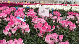 Morel l’obtenteur a reçu – sur deux jours et une soirée - 200 clients, fournisseurs et partenaires de 18 pays du monde entier. ©Odile Maillard