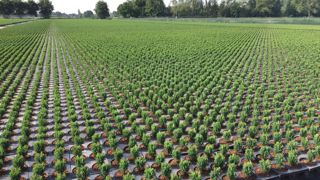 Le nombre de contenants plastiques horticoles est estimé à 500 millions, pour environ 10 000 tonnes mis sur le marché français chaque année. © Léna Hespel