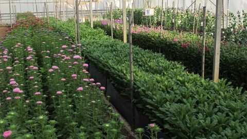 Culture de fleurs (ici Reine-marguerite) dans les serres du Scradh à Hyères, lors de précédentes journées portes ouvertes © V.Vidril