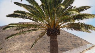 Le charançon rouge cause la mort de nombreux palmiers sur le littoral méditerranéen depuis 2006 © Koppert