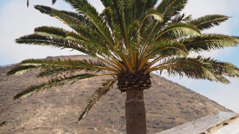 Le charançon rouge cause la mort de nombreux palmiers sur le littoral méditerranéen depuis 2006 © Koppert