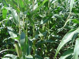 Augmentation des surfaces cultivées en maïs