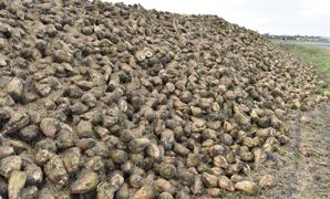 Pour Tereos, la hausse de prix annoncée doit être prise en compte dans les réflexions liées à l'assolement des agriculteurs. Pour Tereos, la hausse de prix annoncée doit être prise en compte dans les réflexions liées à l'assolement des agriculteurs.