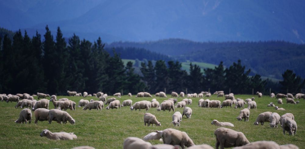 Pour la FNPL, la FNB et la FNO, "il y a là deux orientations opposées pour notre secteur qui, en aucun cas, ne pourront cohabiter". (Image d'illustration : production ovine en Nouvelle-Zélande.)