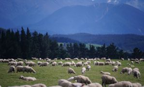 Pour la FNPL, la FNB et la FNO, "il y a là deux orientations opposées pour notre secteur qui, en aucun cas, ne pourront cohabiter". (Image d'illustration : production ovine en Nouvelle-Zélande.) Pour la FNPL, la FNB et la FNO, "il y a là deux orientations opposées pour notre secteur qui, en aucun cas, ne pourront cohabiter". (Image d'illustration : production ovine en Nouvelle-Zélande.)