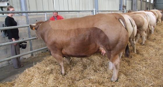 Grand Prix d'honneur du concours des animaux de boucherie de Baraqueville