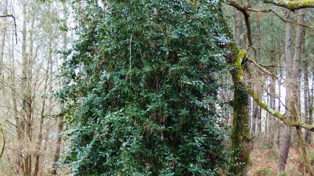 Exemplaire spontané de Ilex aquifolium, d'une dizaine de mètres de hauteur, en sol sableux et frais.PHOTO : CHRISTOPHE CHAMBOLLE Exemplaire spontané de Ilex aquifolium, d'une dizaine de mètres de hauteur, en sol sableux et frais.PHOTO : CHRISTOPHE CHAMBOLLE