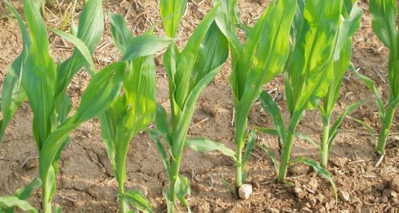 Si les conditions météo sont normales, la production mondiale de maïs devrait atteindre les 900 millions de tonnes selon le Cic