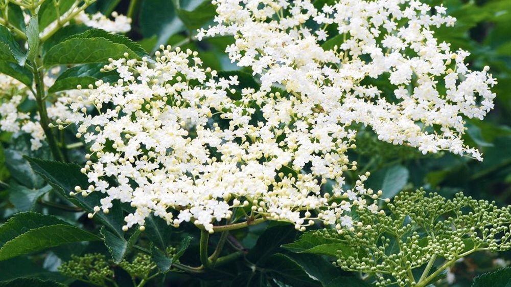La diversité des sureaux est remarquable pour les aménagements paysagers. Mais avez-vous pensé à valoriser leurs fruits pour la réalisation de jus et autres préparations ?PHOTO : JÉROME JULLIEN