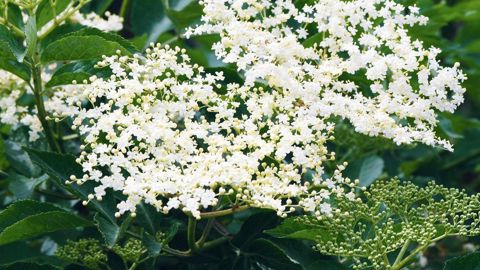 La diversité des sureaux est remarquable pour les aménagements paysagers. Mais avez-vous pensé à valoriser leurs fruits pour la réalisation de jus et autres préparations ?PHOTO : JÉROME JULLIEN
