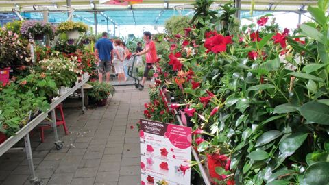 Les jardineries ont été, avec les producteurs détaillants, les grands gagnants de ce printemps favorable. Le végétal au sens large a retrouvé les faveurs des consommateurs qui en ont redécouvert l'attrait et la diversité.PHOTO : PASCAL FAYOLLE