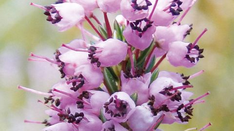 Les fleurs d'Erica vagans forment un racème cylindrique de 8 à 15 cm de long, échelonné dans son épanouissement, souvent surmonté d'une extrémité feuillée.PHOTO : CHRISTOPHE CHAMBOLLE