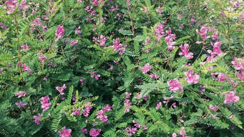 Les indigotiers prospèrent en milieux tropicaux ou subtropicaux, mais certains taxons sont acclimatés en France métropolitaine.PHOTO : JÉRÔME JULIEN