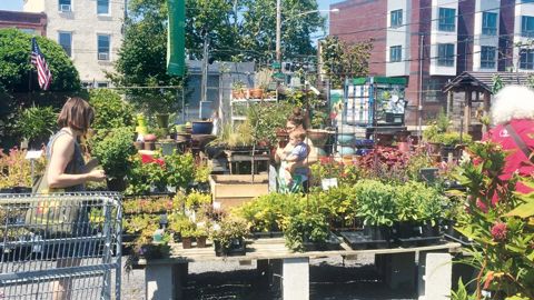 En coeur de ville, ici, à Philadelphie (États-Unis), les micro-fermes deviennent progressivement de véritables « hubs » urbains de centralisation et de vente des produits. Si la part de la production est souvent faible, leur localisation stratégique offre une belle opportunité pour populariser le savoir-faire horticole.PHOTO : ÉLISE FARGETTON