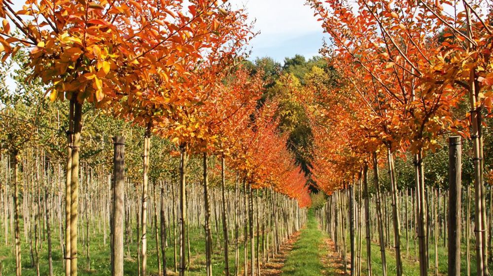 Les certifications Plante Bleue et MPS-ABC sont deux approches complémentaires qui visent le même objectif : réduire l'impact environnemental de l'activité des entreprises de production et valoriser ces bonnes pratiques.PHOTO : ROMAIN MANCEAU