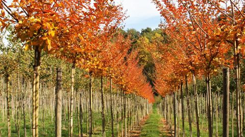 Les certifications Plante Bleue et MPS-ABC sont deux approches complémentaires qui visent le même objectif : réduire l'impact environnemental de l'activité des entreprises de production et valoriser ces bonnes pratiques.PHOTO : ROMAIN MANCEAU
