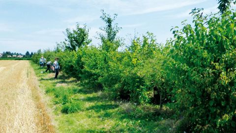 Les adhérents de l'association Haies vives d'Alsace récoltent dans la nature les graines d'espèces locales qui sont confiées à une pépinière de la région, Wadel-Wininger. PHOTOS : HAIES VIVES D'ALSACE