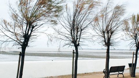 À l'instar du roseau cher à La Fontaine, le tamaris « plie et ne rompt pas ». . PHOTOS : JÉRÔME JULLIEN