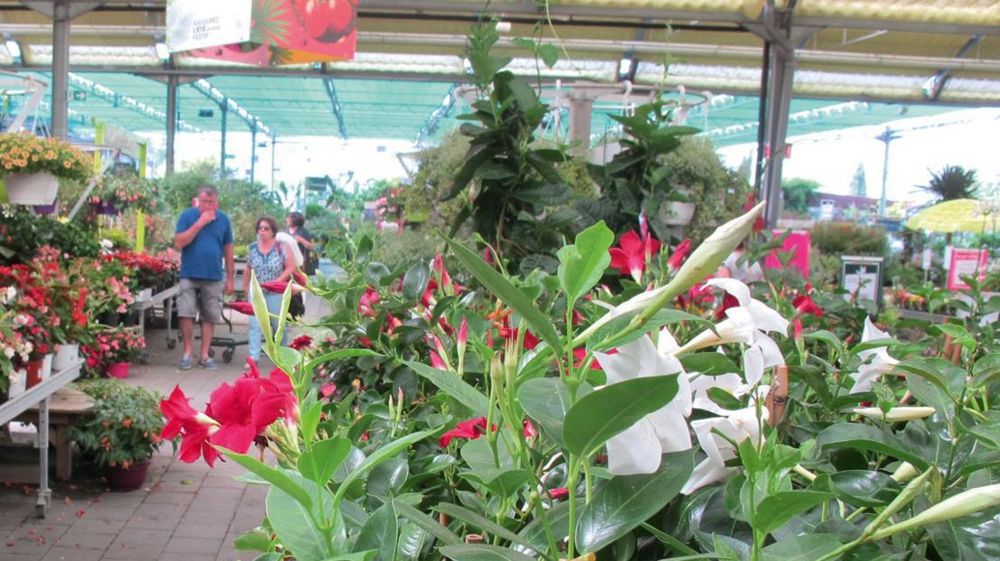 Selon le panel Métascopesuivi par Kantar TNS, en 2017, 21,2 millionsde foyersont achetédes plantes d'ornement. Selon le panel Métascopesuivi par Kantar TNS, en 2017, 21,2 millionsde foyersont achetédes plantes d'ornement.
