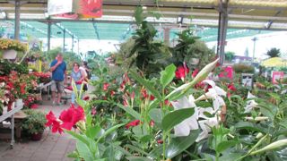 Selon le panel Métascopesuivi par Kantar TNS, en 2017, 21,2 millionsde foyersont achetédes plantes d'ornement. Selon le panel Métascopesuivi par Kantar TNS, en 2017, 21,2 millionsde foyersont achetédes plantes d'ornement.