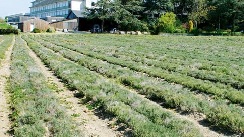 Cette parcelle de thym est cultivée pour l'industriepharmaceutique (ici en avril). Elle est pentue pour éviterl'excès d'eau et elle bénéficie d'une expositionchaude et ensoleillée.  PHOTO : JÉRÔME JULLIEN
