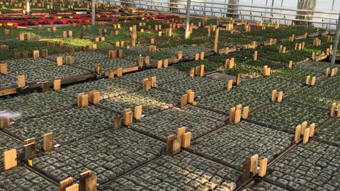 Le concept Vive le végétal consiste à supprimer les déchets plastique des cultures, selon le principe du tea bag, sachet de thé, qui sera planté par le consommateur, évitant ainsi de se retrouver avec un pot à jeter.PHOTO : PASCAL FAYOLLE.