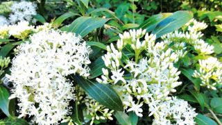 Par leur abondance au début de l'été, les fleurs aux pétales en croix présentent un bel effet d'ensemble. Par leur abondance au début de l'été, les fleurs aux pétales en croix présentent un bel effet d'ensemble.