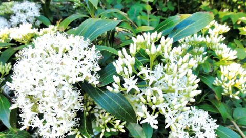 Par leur abondance au début de l'été, les fleurs aux pétales en croix présentent un bel effet d'ensemble.