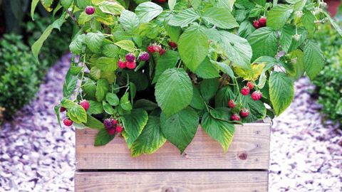 Les possesseurs de jardins, même petits, sont à la recherche de fruitiers capables de leur offrir des produits à déguster. Le framboisier nain "Rustica®" répond bien à cette problématique.Globe Planter