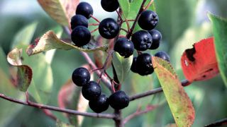 Les aronias ont des atouts, ornementaux mais aussi culinaires ou encore pharmaceutiques. Ici, Aronia melanocarpa en période de récolte.PHOTO JERÔME JULLIEN Les aronias ont des atouts, ornementaux mais aussi culinaires ou encore pharmaceutiques. Ici, Aronia melanocarpa en période de récolte.PHOTO JERÔME JULLIEN