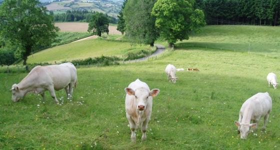 La CR accuse les entreprises françaises de la viande de dumping