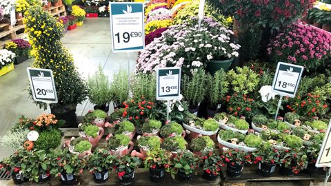 Ce qui a été bien apprécié des clients ce sont les jardinières ou coupes de mélange de plantes en composition soignées, tendance ton sur ton, aspect un peu moderne.BRAND WAGENAAR