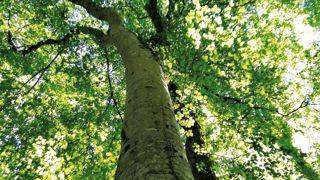 À l'heure du changement climatique, les hêtraies de plaine métropolitaines sont considérées comme des habitats naturels « quasi menacés », selon la cotation de l'Union internationale pour la conservation de la nature. À l'heure du changement climatique, les hêtraies de plaine métropolitaines sont considérées comme des habitats naturels « quasi menacés », selon la cotation de l'Union internationale pour la conservation de la nature.