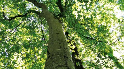 À l'heure du changement climatique, les hêtraies de plaine métropolitaines sont considérées comme des habitats naturels « quasi menacés », selon la cotation de l'Union internationale pour la conservation de la nature.