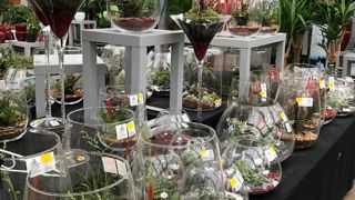 Valeur montante de ces fêtes de fin d'année, les terrariums avec composition de plantes ont remporté un large succès. Ils surfent sur une véritable tendance.