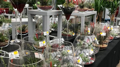Valeur montante de ces fêtes de fin d'année, les terrariums avec composition de plantes ont remporté un large succès. Ils surfent sur une véritable tendance.