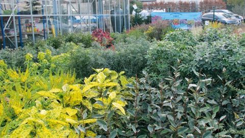 Les Pépinières de Vildé et la Caahmro viennent d'ouvrir un point de vente sur le site d'une ancienne jardinerie. Un lieu particulièrement bien adapté à son nouvel usage.