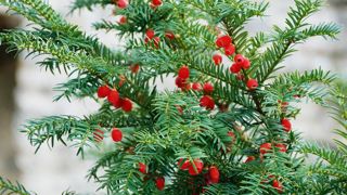 Les propriétés naturelles de l'if commun le placent en tête des médicaments anticancéreux d'origine végétale.PHOTO : JÉROME JULLIEN