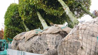 Les échanges de végétaux de pépinière sont soumis à de nouvelles turbulences : l'impact du Brexit (la sortie du Royaume-Uni de l'Union européenne) qu'il est encore trop tôt d'évaluer, mais aussi les risques sanitaires, les évolutions de la logistique, etc.PHOTO : VALÉRIE VIDRIL