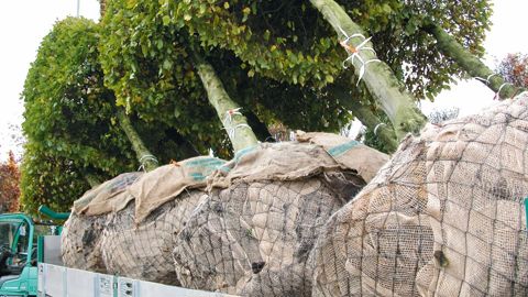 Les échanges de végétaux de pépinière sont soumis à de nouvelles turbulences : l'impact du Brexit (la sortie du Royaume-Uni de l'Union européenne) qu'il est encore trop tôt d'évaluer, mais aussi les risques sanitaires, les évolutions de la logistique, etc.PHOTO : VALÉRIE VIDRIL