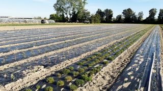 Destinées à des usages spécifiques, les plantes labellisées « Végétal local » n'ont pas vocation à remplacer les plantes horticoles. Ici, la multiplication de semences labellisées en plein champ.PHOTO : GNIS - HÉLÈNE LEMAIRE