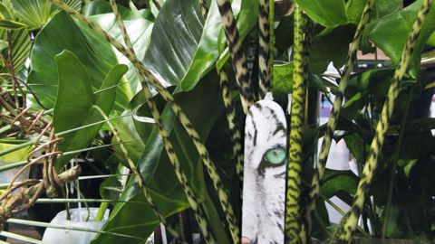 Éco-conception, réparation, recyclage... permettent d'accrocher le consommateur éco-responsable, soucieux de l'histoire du produit qu'il achète et friand d'informations. Le chromo de cet Alocasia zebrina présente un tigre blanc, qui renseigne ainsi sur l'origine asiatique de la plante.PHOTO : VALÉRIE VIDRIL