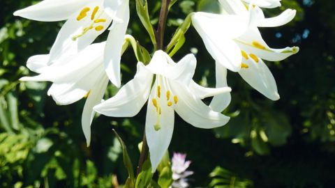 La fleur de lis recèle un parfum recherché, et des principes actifs utilisables pour les soins aux personnes.PHOTO : CAMBRIDGE UNIVERSITY BOTANIC GARDEN - MAGNUS MANSKE