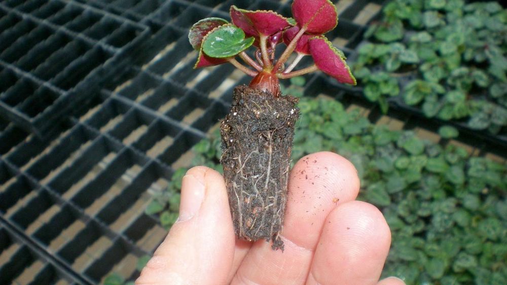 Le point faible du jeune plant se situe au niveau des racines, plutôt que du feuillage. Le stress, qui peut se développer de façon importante lors de l'enracinement, peut être maîtrisé grâce au respect d'un ensemble de règles.PHOTO : MOREL