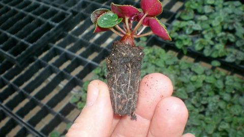 Le point faible du jeune plant se situe au niveau des racines, plutôt que du feuillage. Le stress, qui peut se développer de façon importante lors de l'enracinement, peut être maîtrisé grâce au respect d'un ensemble de règles.PHOTO : MOREL