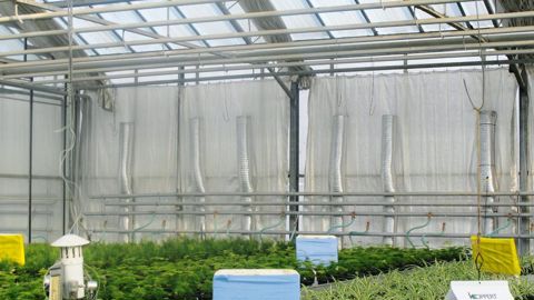 Au centre de production horticole de Rungis, certains compartiments sont chauffés avec le procédé Agrichauff de stockage ventilé sous tablette, mis en place par la station Astredhor Ratho en partenariat avec Agrithermic et Clauger.