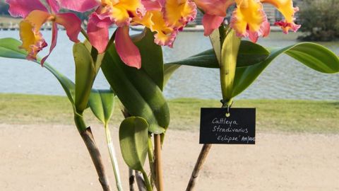 PHOTO : J.-P. DELAGARDE