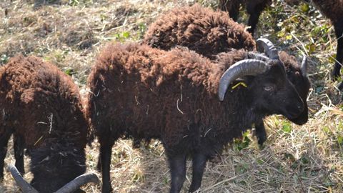 Deux races d'ovins ont été choisies par la société Duc et Preneuf (Brignais, 69) pour conduire ses prestations d'éco-pâturage : d'une part, le mouton d'Ouessant pour sa rusticité et, d'autre part, le mouton Castillonnais pour son appétence pour la renouée du Japon.PHOTO : DUC ET PRENEUF